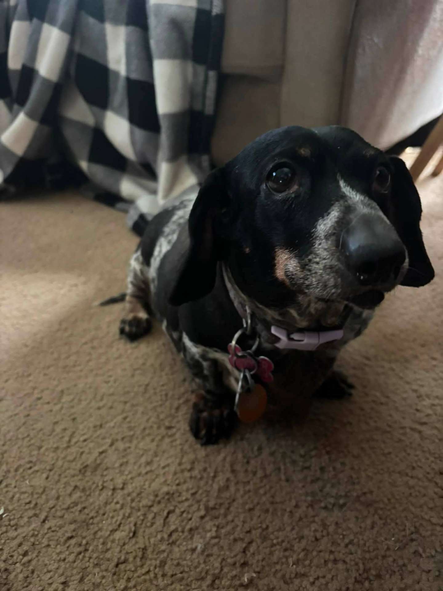 Olive, a Silver Dapple Mini