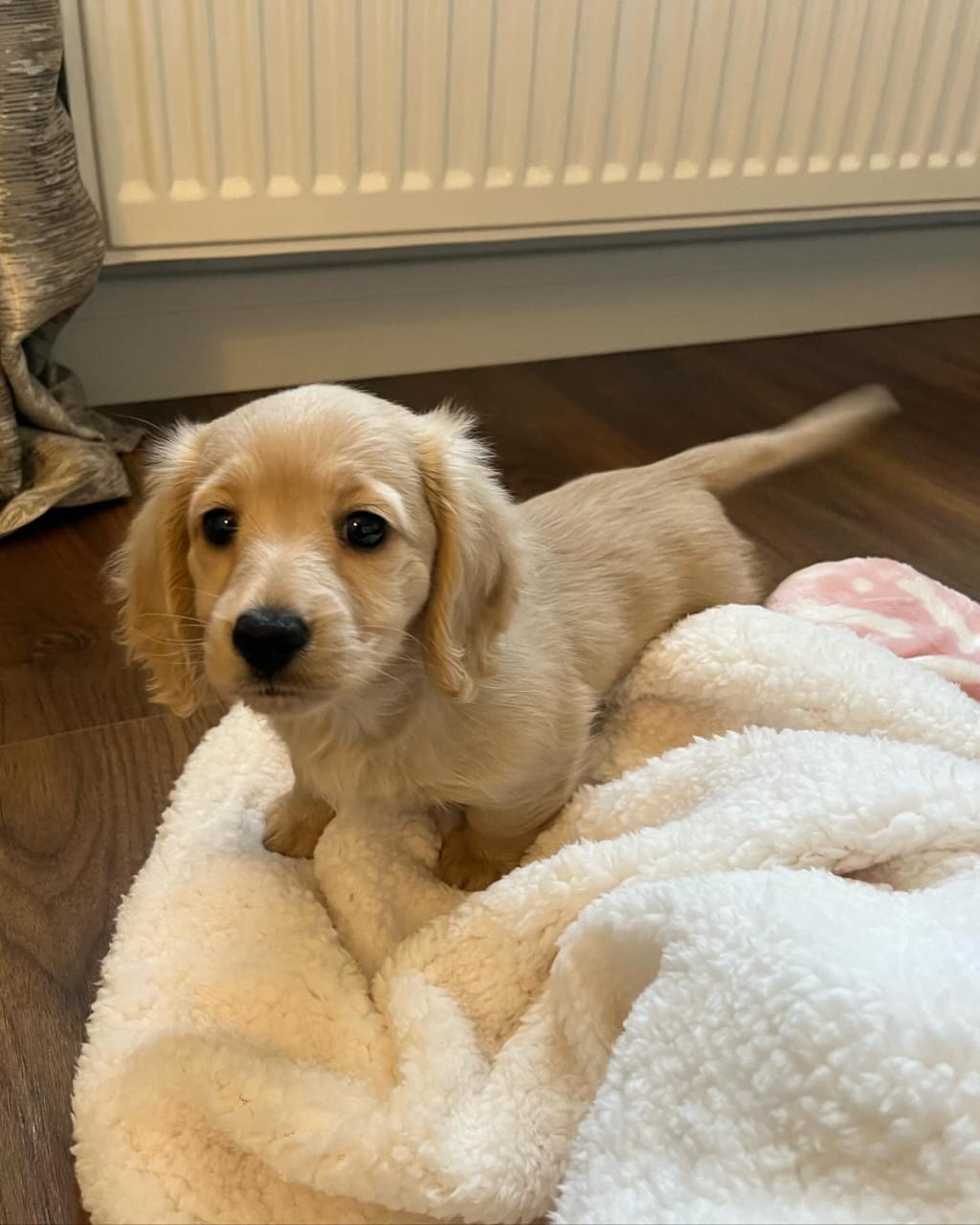 Biscuit, a Long-haired Mini Cream