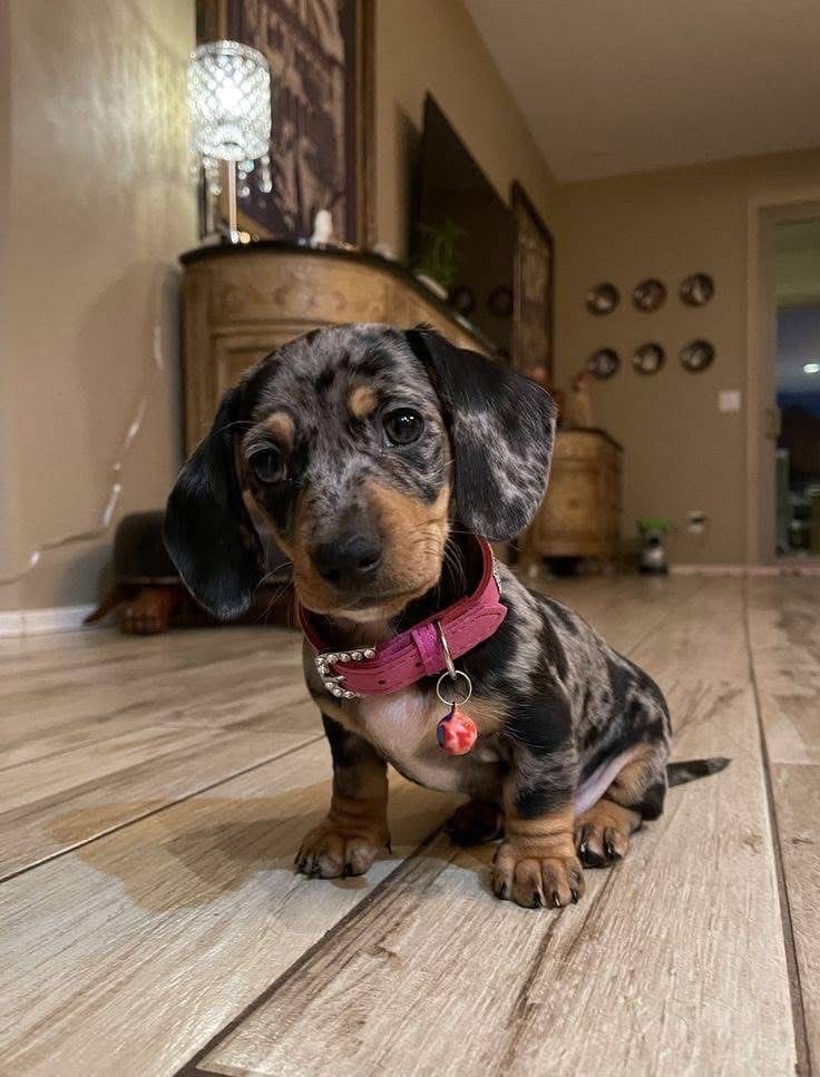 Luna, a Silver Dapple Mini