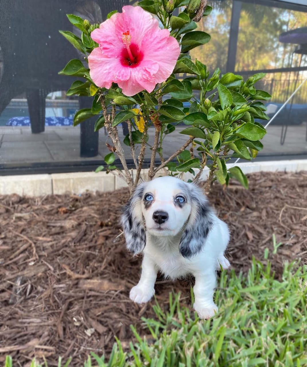 Pepper, a Blue Merle Piebald