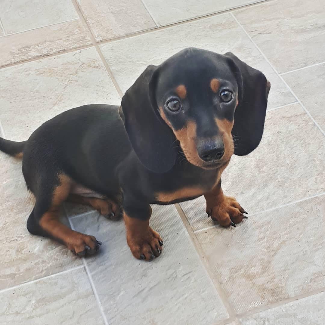 Cocoa, a Black & Tan Smooth Mini