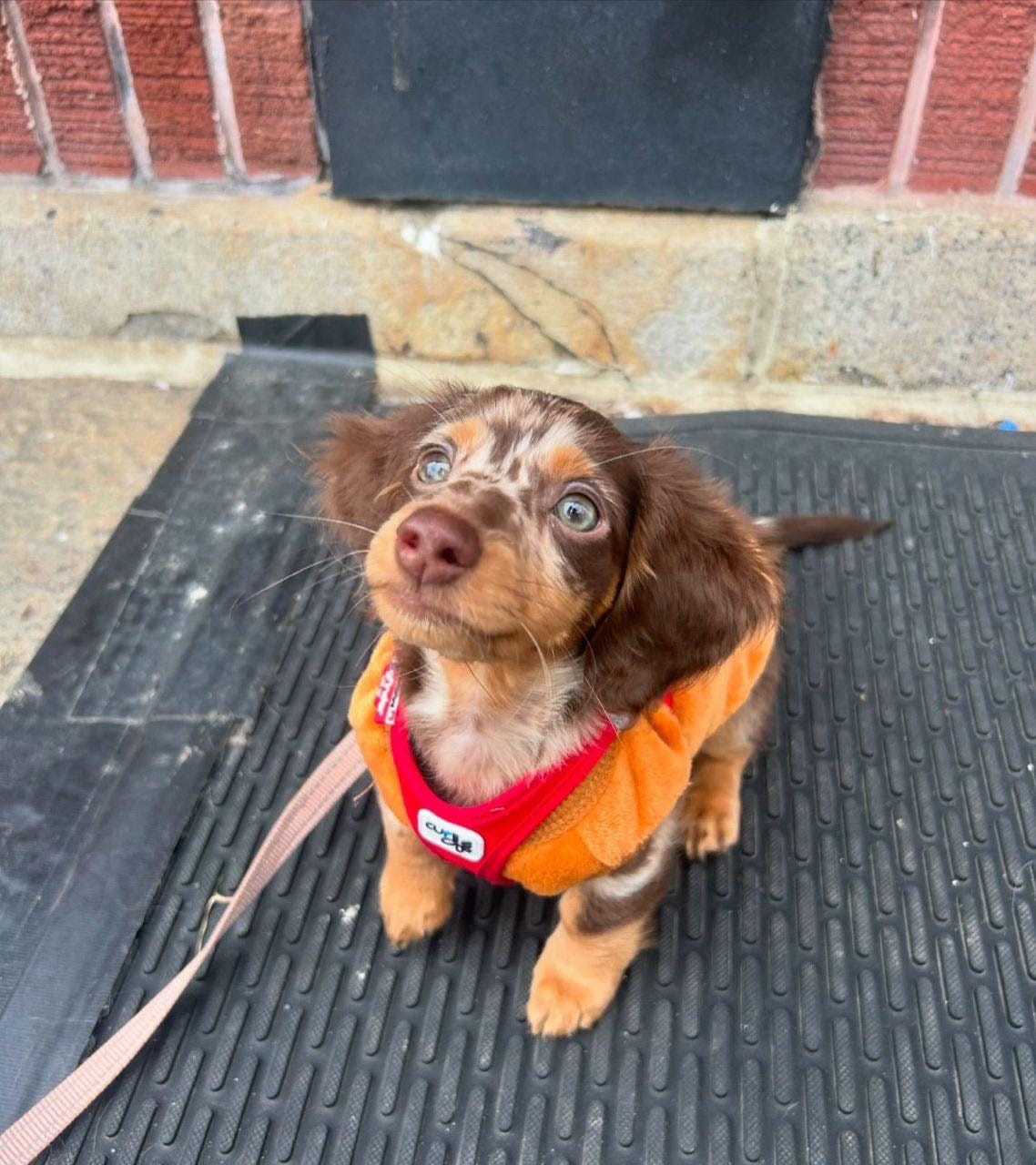 Clover, a Chocolate Dapple Long-hair