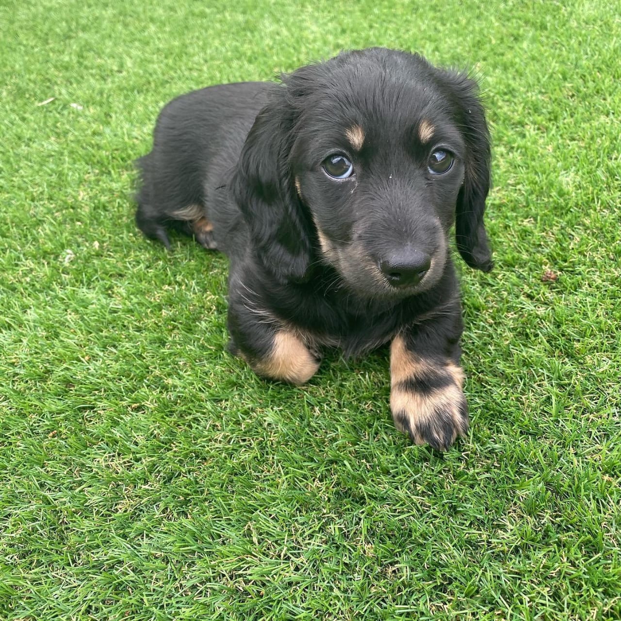 Rosie, a Long-haired Black & Tan