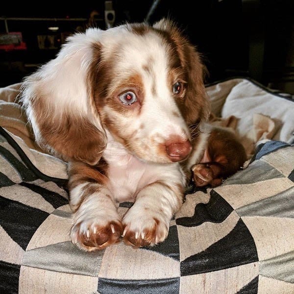 Daisy, a Chocolate Piebald Long-hair