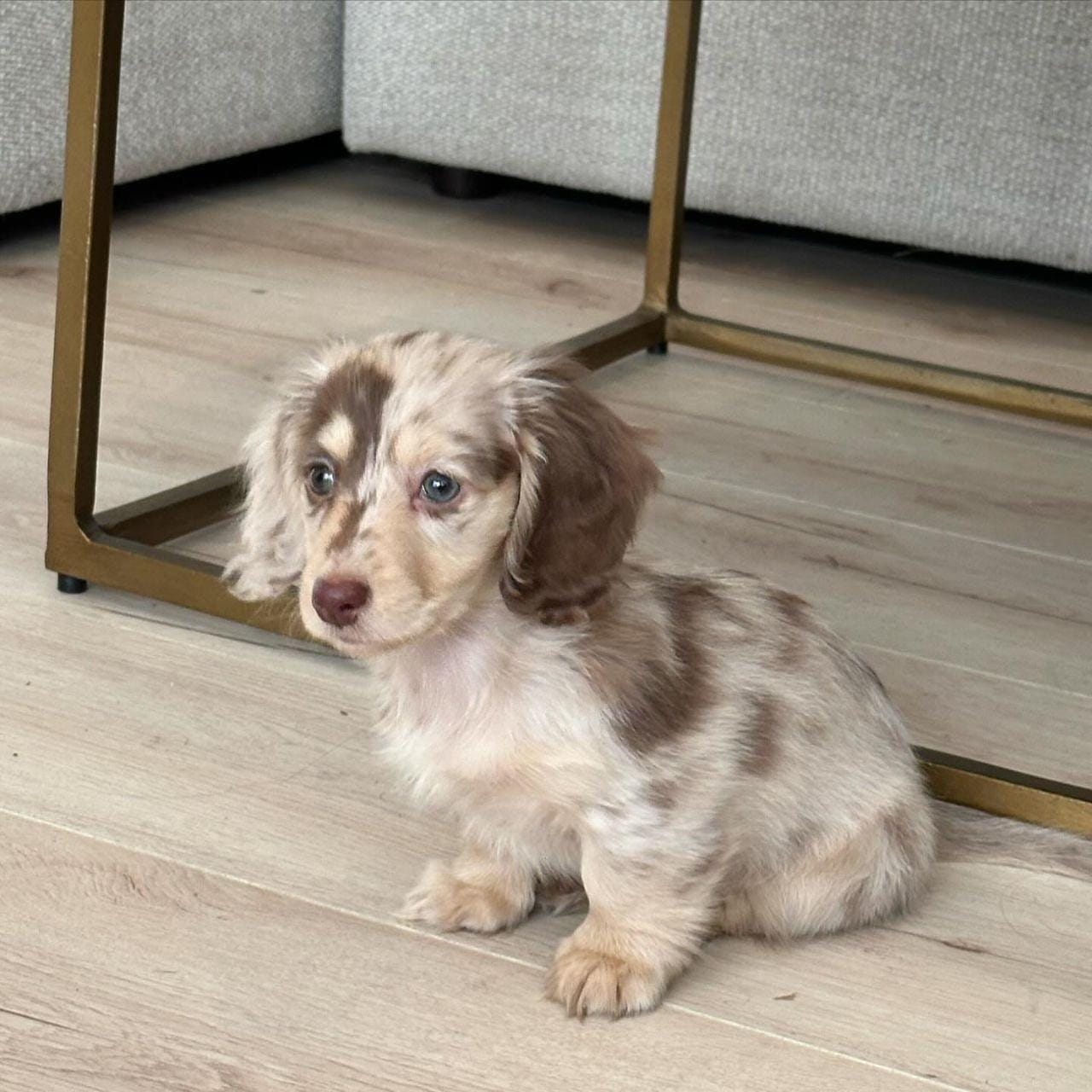 Maple, a Isabella Dapple Long-hair