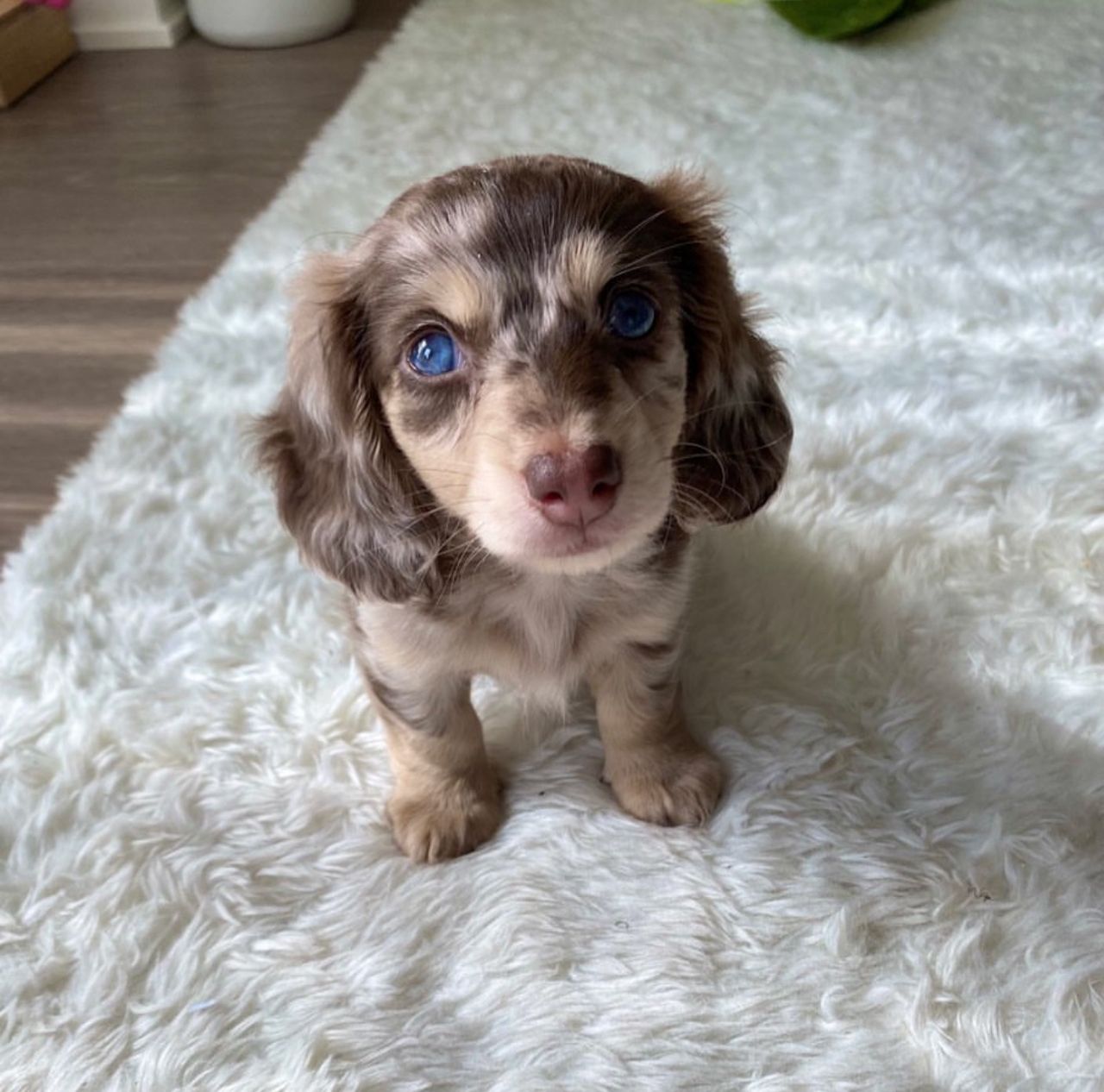 Darel, a Long-haired Mini Cream