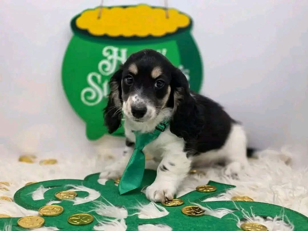 Shamrock, a Piebald Long-hair