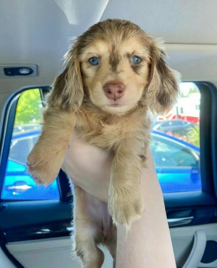 Sandy, a Isabella Dapple Long-hair