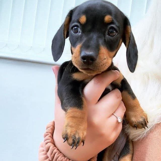 Bean, a Black & Tan Smooth Mini