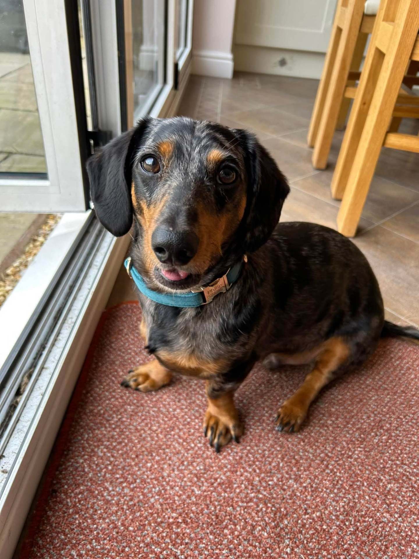 Philip, a Silver Dapple Mini